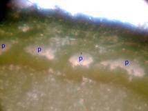 Lodi Apple tree stem cross section (BioVam treated plant).