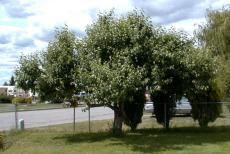 Treated Lodi Apple Tree on 6-29-99