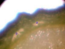 Lodi Apple tree stem cross section (untreated plant)