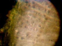 Maple cross section (treated) 