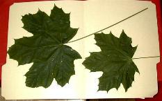 Maple Leaves Treated and Untreated