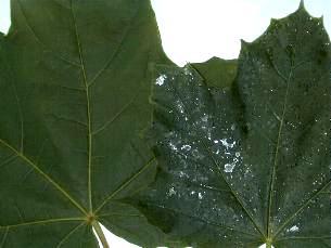 Treated and Untreated Maple tree leaves.