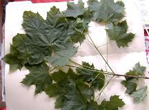 Maple Leaves (treated)