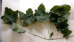 Maple Leaves (Untreated)
