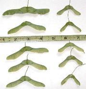 Maple Tree Seeds