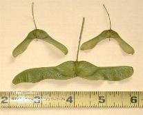 Maple Tree Seeds