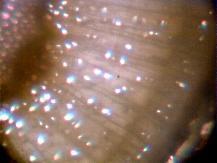 Treated with BioVam Mycorrhiza