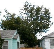 Treated Maple Tree