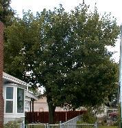 Untreated Maple Tree