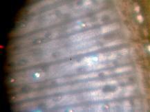 Maple Cross Section Untreated
