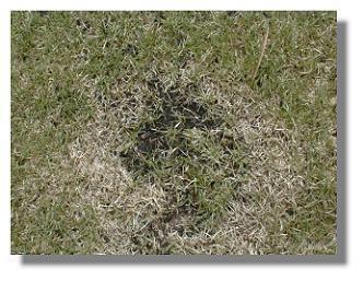 Necrotic Ring untreated 5/4/99