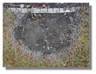 Necrotic Ring 05-04-99