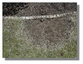 Necrotic Ring 05-04-99 - BioVam and Grass seed.