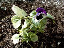 Pansy_12-06-98_03th.JPG (15861 bytes)