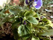 Pansy_12-06-98_04th.JPG (11903 bytes)