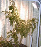 Pepper_8-2-98_01th.JPG (14888 bytes)