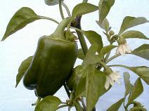 Pepper_8-2-98_01th.JPG (14888 bytes)