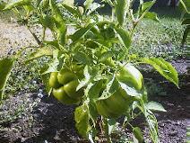 Pepper_8-2-98_01th.JPG (14888 bytes)
