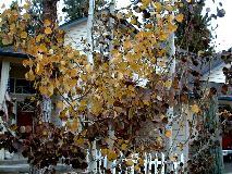 QuakingAspin_11-6-98_01th.JPG (16178 bytes)