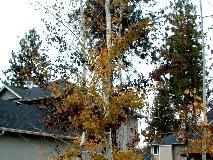 QuakingAspin_11-6-98_02th.JPG (16021 bytes)