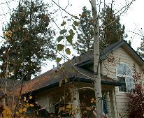 QuakingAspin_11-6-98_04th.JPG (14480 bytes)