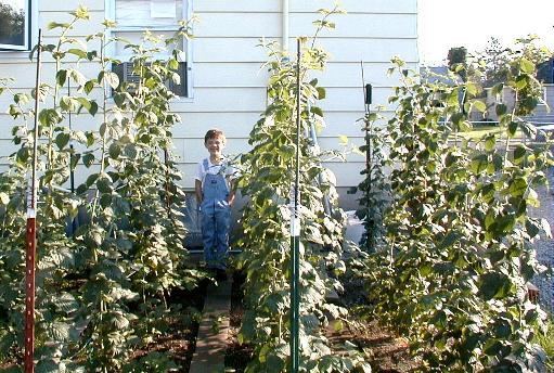Treated Raspberry plants are twice the height of our son.