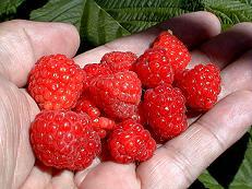 Raspberries 07-05-99