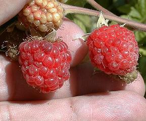 Raspberries 07-05-99