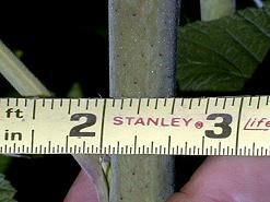 Raspberries 07-05-99