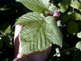 Raspberries 07-05-99