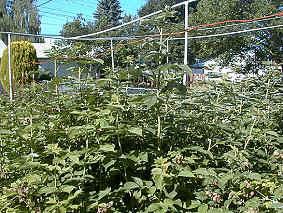Raspberries 07-05-99