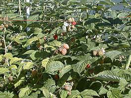 Raspberries 07-05-99