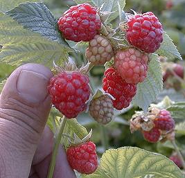 Raspberries 7-5-99