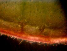 Raspberry: Untreated with light source above.