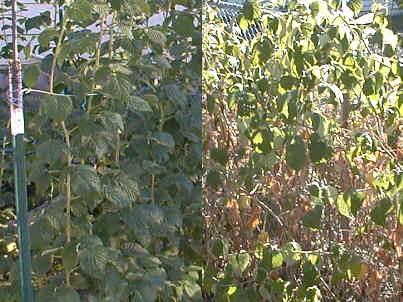 Comparison of BioVam treated Raspberry plants and untreated Raspberry plants.