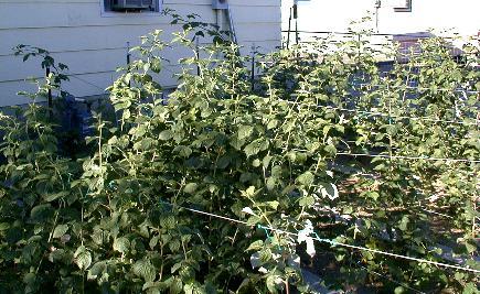 BioVam treated Raspberries have nice dark green leaves for making lots of sugars using mineral catalysts.