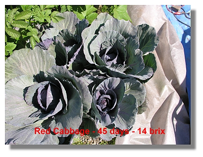 High Brix Red Cabbage in 30 days.