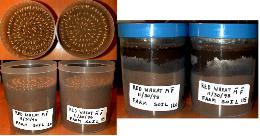 RedWheat_11-30-98_01th.JPG (10326 bytes)