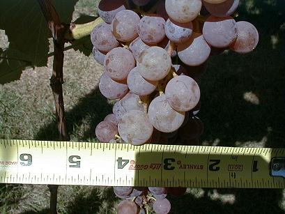Reliance -- (Red Seedless-Patented) This grape is VERY winter hardy. It has large clusters and is an excellent table grape or can be for commercial uses. It is good all over the Midwest. Hardy to -34.