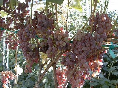 Reliance is one of the best tasting, red seedless grapes.