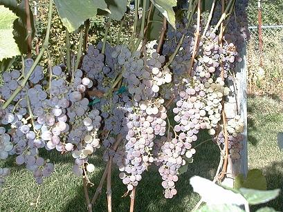 As the summer progresses, we continually monitor each grape variety for its level of maturity and ripeness. Some of the monitoring is done through our own senses - the touch (softness) of the grapes, the color and of course the taste. We also use some objective measures - the sugar level (brix), as well as acid and pH levels. When all signs indicate that the grapes are at the optimal level of maturity, the decision to harvest is made. Thankfully, not all grape varieties ripen at the same time. The first crop to harvest is always the Reliance, usually in the third week of August.
