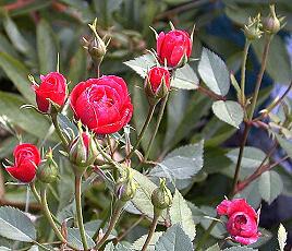 RoseMin_07-07-99_03th.JPG (21736 bytes)