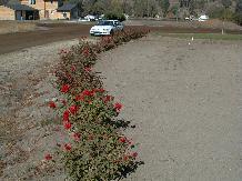 Rose_04_10-6-98th.JPG (10362 bytes)