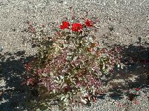 Rose_05_10-6-98th.JPG (16771 bytes)