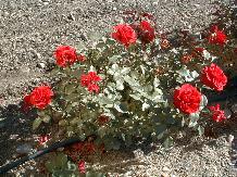 Rose_06_10-6-98th.JPG (17340 bytes)