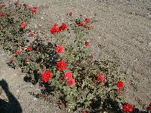 Rose_08_10-6-98th.JPG (15473 bytes)