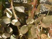 Rose_11_10-6-98th.JPG (12599 bytes)