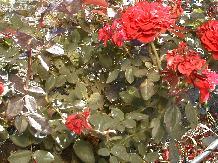 Rose_13_10-6-98th.JPG (16368 bytes)
