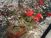 Rose_14_10-6-98th.JPG (17997 bytes)