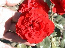 Rose_16_10-6-98th.JPG (10875 bytes)